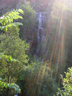 [View from within the canyon looking up the canyon walls which are mostly blocked by the very tall evergreen growing within the canyon.]